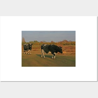 Shetland Cattle, Turbary Common, March 2021 Posters and Art